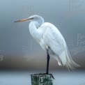 Elegant Great Egret Perched on Post in Serene Foggy Landscape