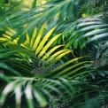 Lush Green Tropical Foliage with Sunlit Highlights