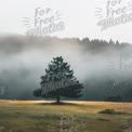 Serene Misty Landscape with Lone Pine Tree in Foggy Forest