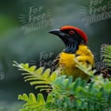 Vibrant Tropical Bird Perched Among Lush Greenery