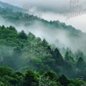 Serene nebliger Waldlandschaft: Ruhige Naturszene mit üppigen grünen Bäumen und Nebel