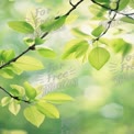 Fresh Green Leaves in Soft Natural Light - Spring Awakening and Nature Background