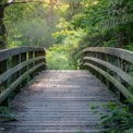 Serene Wooden Bridge in Lush Green Forest Pathway