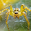 Close-Up of a Vibrant Yellow Spider on Web: Nature's Intricate Beauty