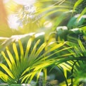 Lush Tropical Greenery with Sunlight Highlights