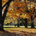 Autumn Serenity: Vibrant Fall Foliage in a Tranquil Park Setting