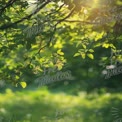 Serene Greenery: Sunlit Leaves and Nature's Tranquility