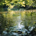 Tranquil Reflections: Serene Water Surface with Lush Greenery