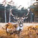 Majestic Fallow Deer in Autumn Forest Landscape