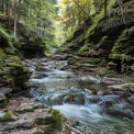 Tranquil Forest Stream in Lush Green Canyon