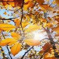 Golden Autumn Leaves with Sunlight Through Trees - Fall Nature Background