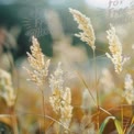 Golden Grass Blades in Soft Sunlight - Nature Background