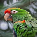 Vibrant Green Macaw with Colorful Feathers in Natural Habitat