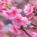 Beautiful Cherry Blossom Flowers in Bloom - Springtime Nature Background