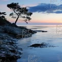 Serene Coastal Sunset with Silhouetted Tree and Tranquil Waters