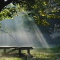 Serene Morning Light Through Trees in Misty Forest