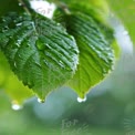 Fresh Green Leaves with Raindrops - Nature's Refreshing Beauty