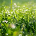 Morning Dew on Fresh Green Grass with Wildflower - Nature's Serenity