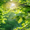 Fresh Green Leaves with Morning Dew and Sunlight Rays