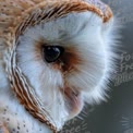 Close-Up of a Majestic Barn Owl: Nature's Beauty and Wildlife Photography