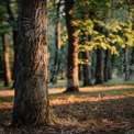 Tranquil Forest Pathway: Sunlit Trees and Natural Serenity