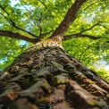 Majestic Tree Canopy: Nature's Serenity and Beauty from Below