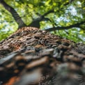 Majestic Tree Trunk with Lush Green Canopy - Nature Close-Up