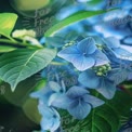 Delicate Blue Hydrangea Blooms with Lush Green Leaves - Nature's Serenity