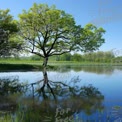 Tranquil Reflections: Serene Lake Landscape with Lush Green Tree