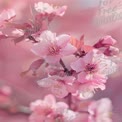 Delicate Cherry Blossom Branch in Soft Pink Hues - Spring Floral Beauty