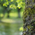 Close-Up of Textured Tree Bark with Lush Green Background - Nature and Tranquility