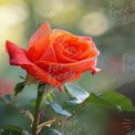 Vibrant Orange Rose Blossom with Soft Bokeh Background