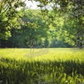 Serene Green Landscape: Lush Grass and Sunlit Trees in Nature