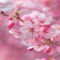 Delicate Cherry Blossom Blooms in Soft Pink Background - Spring Floral Beauty