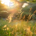 Golden Sunrise Over Dewy Grass: Nature's Tranquility and Beauty