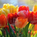 Vibrant Tulip Bouquet: Colorful Spring Flowers for Floral Design and Nature Themes