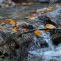 Autumn Serenity: Flowing Stream with Colorful Leaves and Tranquil Water