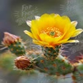 Vibrant Yellow Cactus Flower Blooming in Desert Landscape