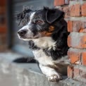 Thoughtful Black and White Dog Relaxing by Brick Wall