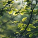 Sunlit Green Leaves in Nature: Freshness and Serenity