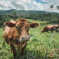 Serene Pastoral Landscape with Brown Cow in Lush Green Field