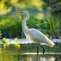 Elegant Great Egret Standing in Serene Wetland Reflection