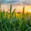 Goldenes Weizenfeld bei Sonnenuntergang: Die Fülle der Natur und landwirtschaftliche Schönheit