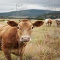 Neugierige braune Kuh in ländlicher Landschaft: Bauernleben und Landwirtschaft