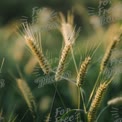 Golden Wheat Field Close-Up: Nature's Bounty and Agricultural Beauty