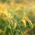 Golden Wheat Fields at Sunset - Nature's Bounty and Agriculture