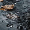 Autumn Leaves Floating on Rainy Water Surface with Bubbles