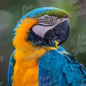 Vibrant Blue and Yellow Macaw Portrait: Exotic Wildlife Photography