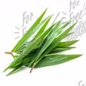 Fresh Green Bamboo Leaves on White Background - Natural Decor and Wellness Concept