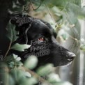 Serene Black Dog Gazing Through Greenery - Nature and Pet Photography